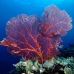 seafan_jk_v_0705_png0682.jpg